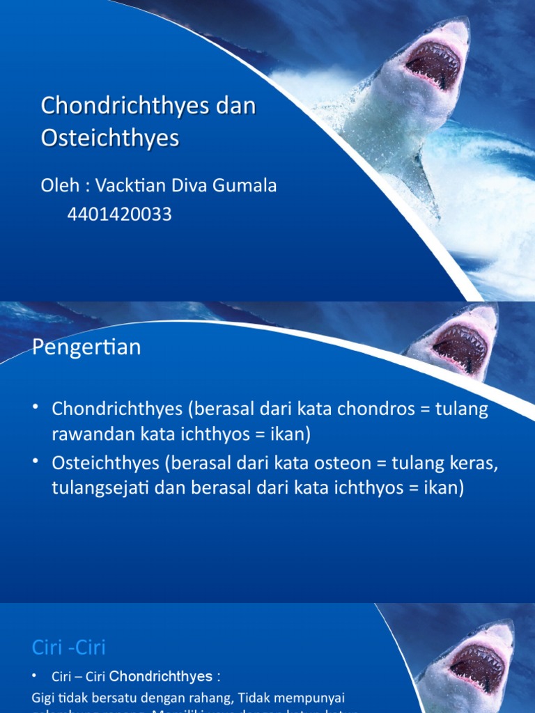 Chondrichthyes Dan Osteichthyes | PDF