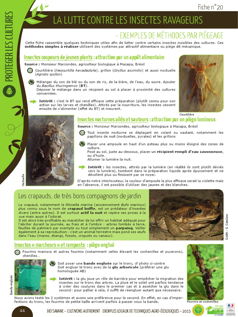 Lutte agro-écologique contre ravageurs | PDF | Insectes | Fourmi
