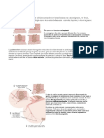 Origen Del Cáncer