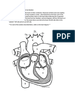 Learn The Anatomy of The Heart