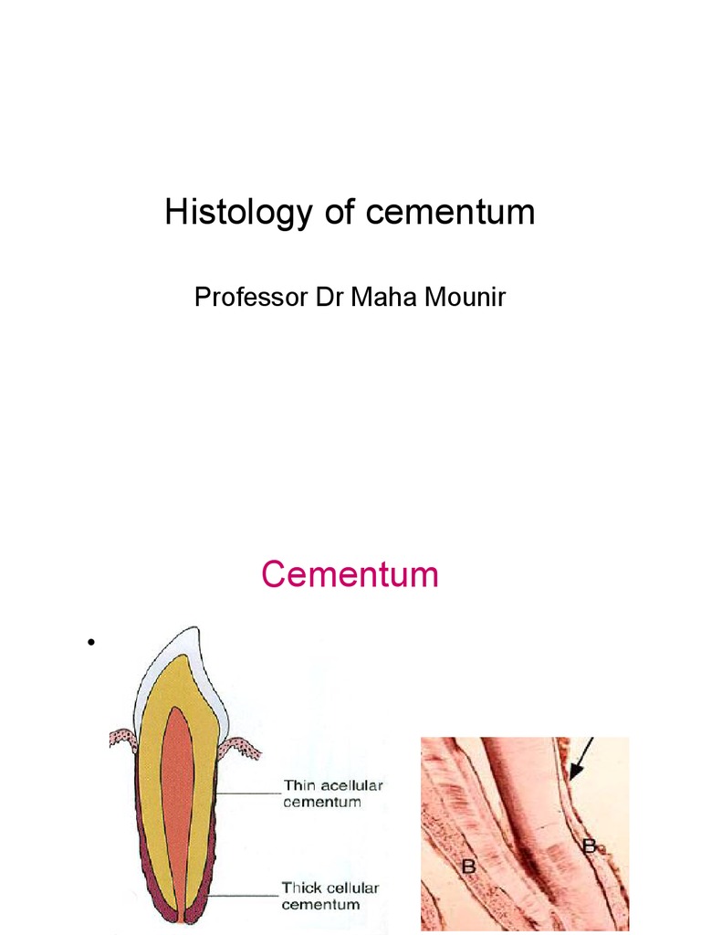 Histology of Cementum | PDF | Cell Biology | Biology