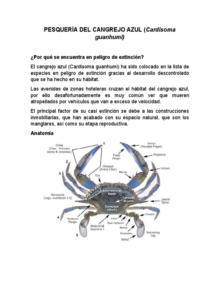 anatom-a-del-cangrejo-azul-partes-del-cangrejo-y-sus-funciones