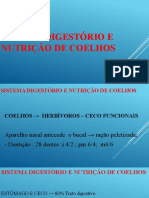 Sistema Digestório e Nutrição de Coelhos