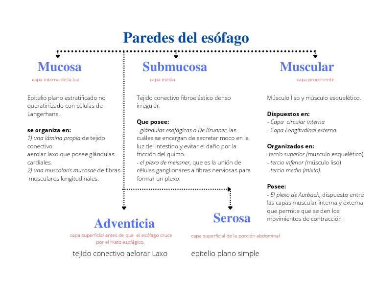 Estructura y Función del Esófago | PDF | Músculo | Especialidades Medicas