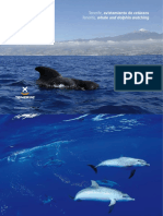 Tenerife avistamiento de cetáceos en