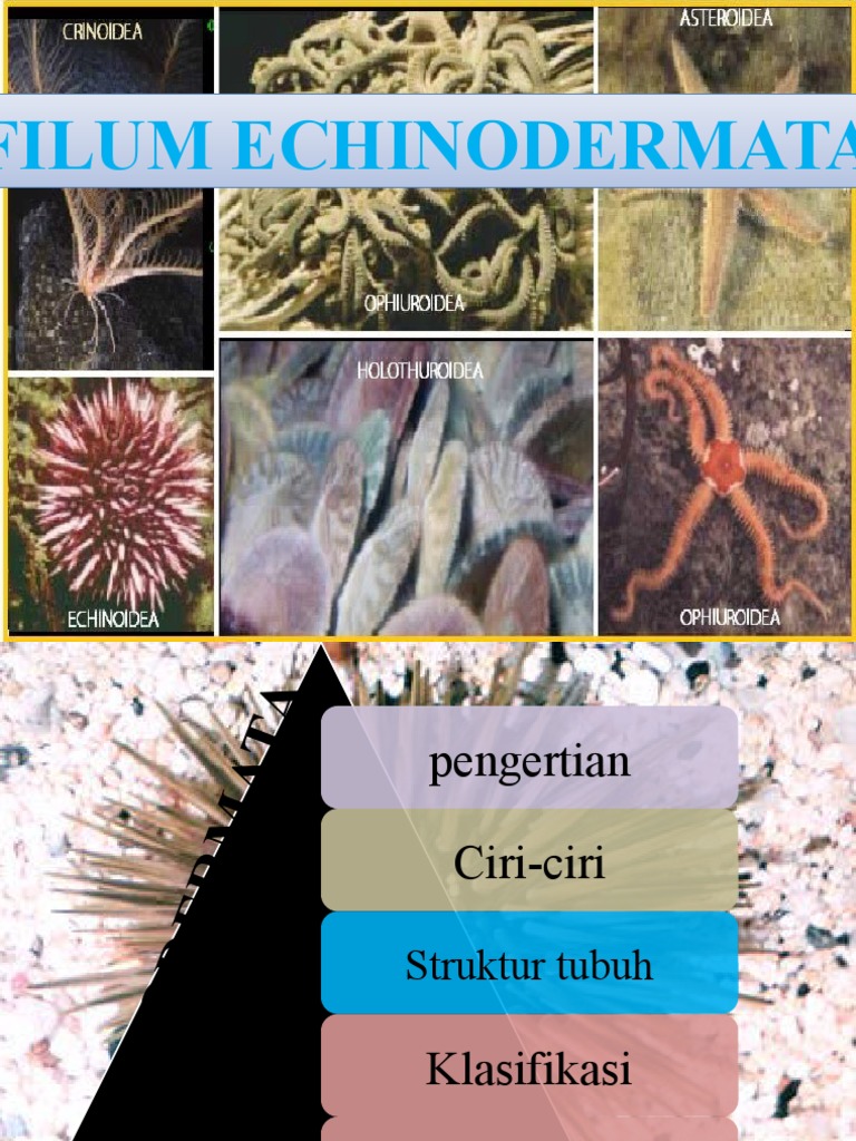 Karakteristik dan Klasifikasi Echinodermata | PDF