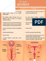 Cuadro Comparativo Del Aparato Reproductor