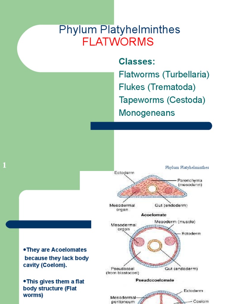 ZLY111 Phylum Platyhelminthes 1 | PDF | Parasitology | Medical Specialties
