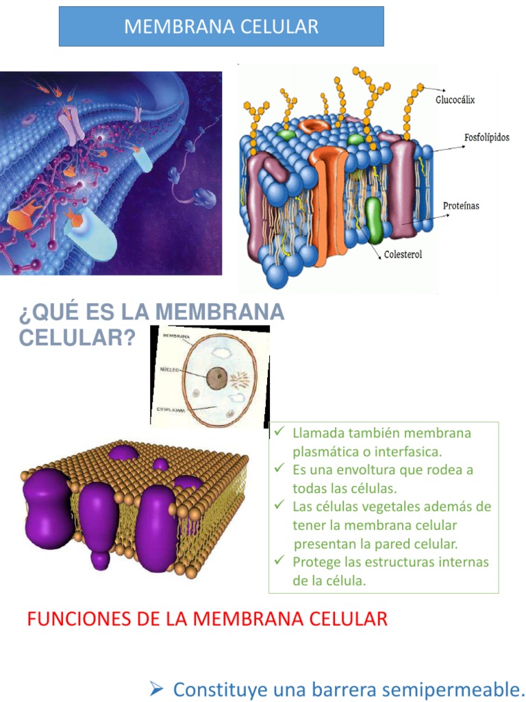 Estructura y funciones de la membrana celular | PDF