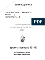 Spermatogenesis - Kel 1