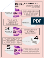 Desarrollo Prenatal Del Sistema Nervioso