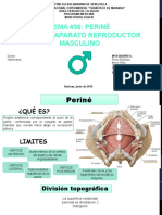 Tema 36 y 37 Morfo