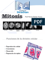 Tema 8. Mitosis