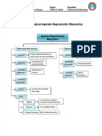 PDF Mapa Conceptual Aparato Reproductor Masculino y Femeninodocx Compress