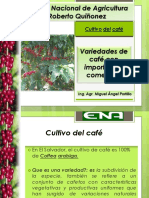 Variedades de Cafeto