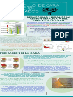 Desarrollo de Cara y Cuello en Vertebrados