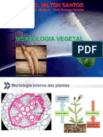 Morfologia vegetal: raízes e caules