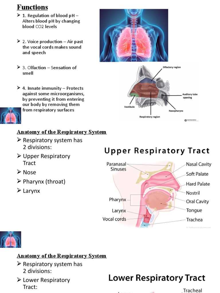 Anatomy and Functions of the Respiratory System | PDF | Respiratory ...