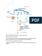 apoptosis