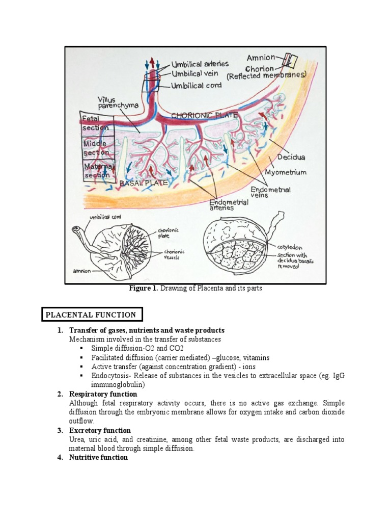 Figure 1. Drawing of Placenta and Its Parts | PDF | Placenta | Fetus