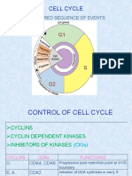 Cell Cycle: The Ordered Sequence of Events