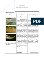 Worksheet 3 Selected Plant Disease: Cercospora Zeae-Maydis