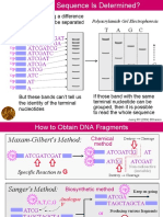 DNA Sequence Determination Using Gel Electrophoresis and Sanger's Method