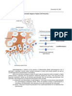 Schematic Diagram of Sperm Cell Production: Interstitial Space