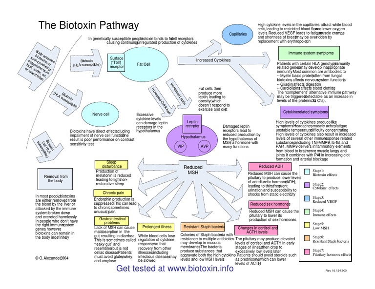 Bio Toxin Pathway | Download Free PDF | Adrenocorticotropic Hormone ...