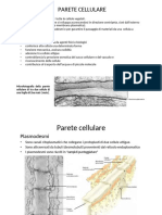 parete cellulare vegetale