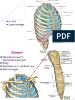 Thoracic Cage: Sternum Ribs