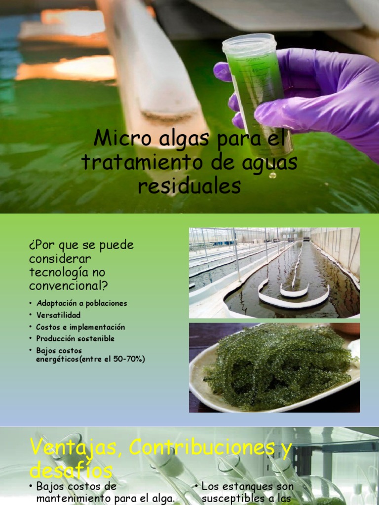 micro-algas-para-el-tratamiento-de-aguas-residuales-pdf