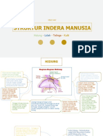 STRUKTUR INDERA MANUSIA