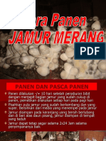 Panen Dan Pasca Panen Jamur Merang