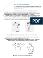 Movimientos Básicos Del Cuerpo Humano