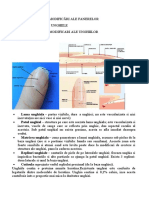 MODIFICARI FANERE Par Si Unghii