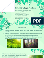 New Fotomorfogenesis 2