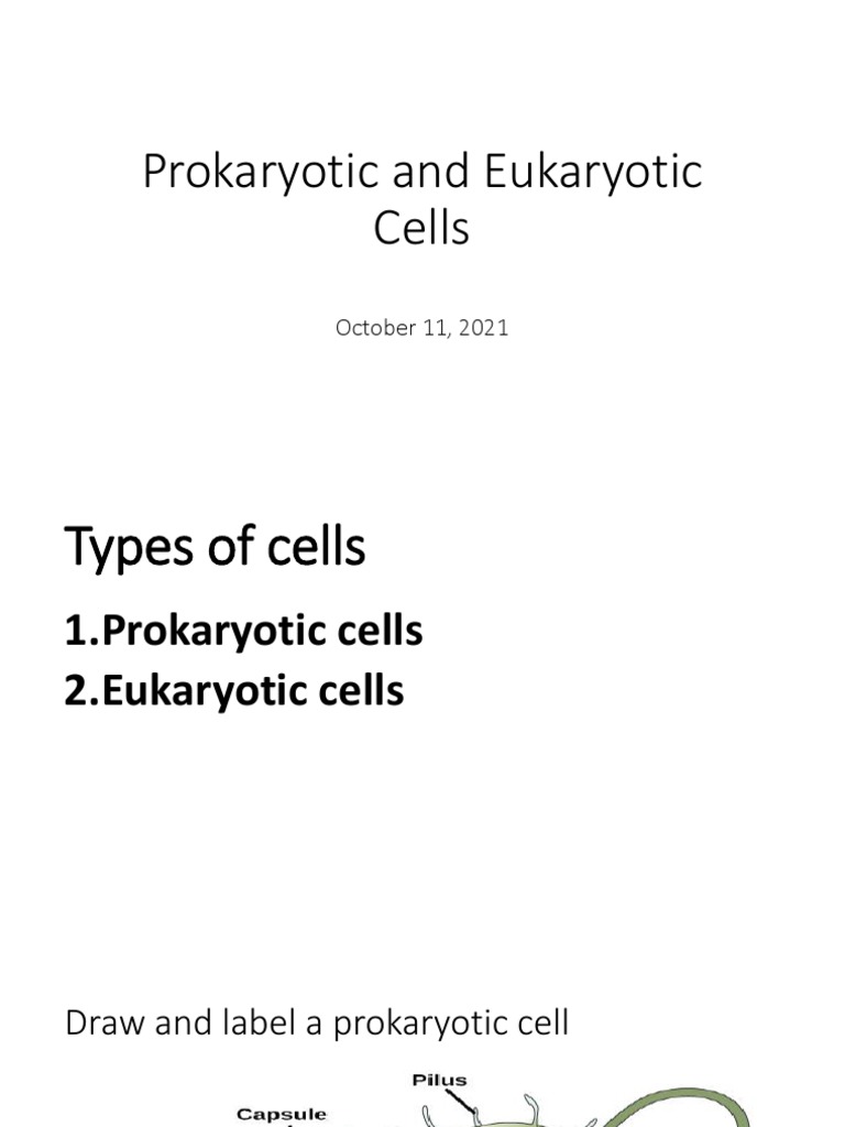 Prokaryotic and Eukaryotic Cells | PDF | Cell (Biology) | Endoplasmic ...