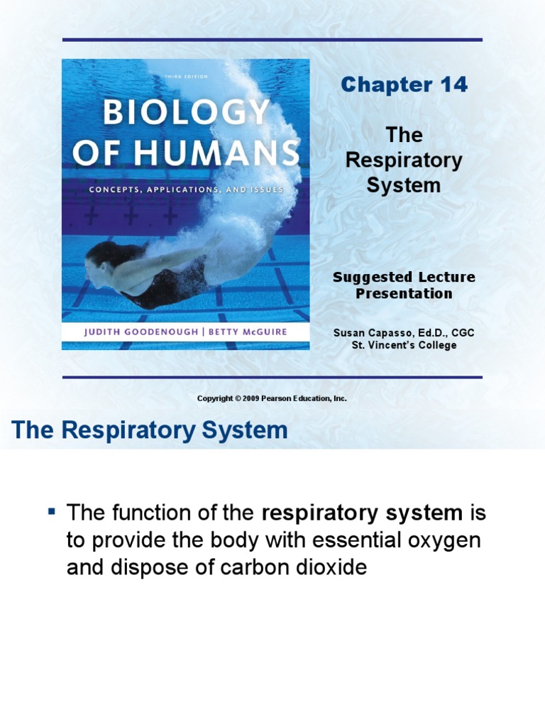 The Respiratory System: Suggested Lecture Presentation | PDF ...