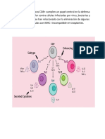 Los Linfocitos T Citotóxicos CD8