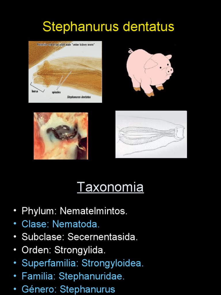 Stephanurus Dentatus | PDF