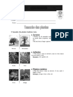 Ficha Informativa Tamanho Das Plantas