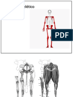 Apendicular