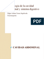 Morfología cavidad abdominal y sistema digestivo