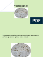 Protozoare