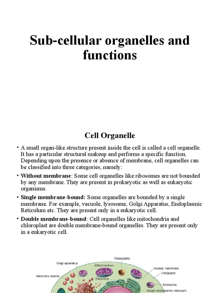 Cell Organelles and Their Functions | PDF | Endoplasmic Reticulum ...