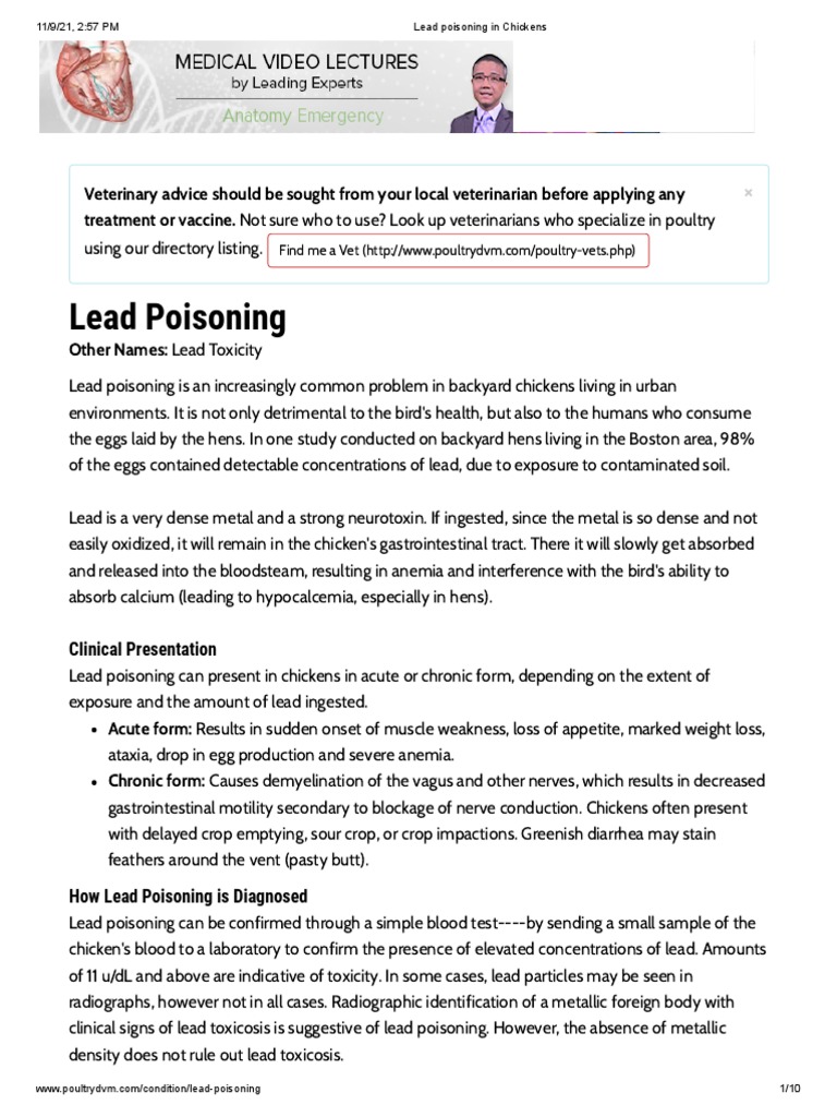Lead Poisoning in Chickens PDF Lead