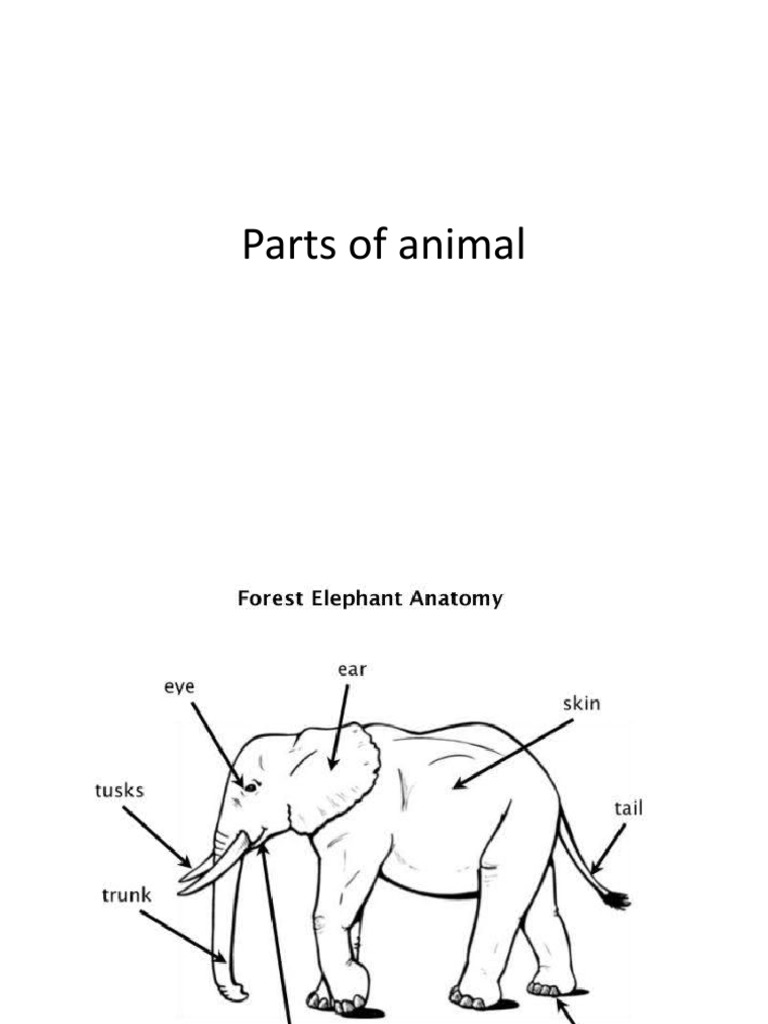 Parts of Animal PDF