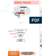 Neurobiología y Trauma Eos