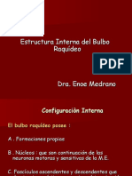 Configuración Interna de Bulbo - Dra. Enoe Medrano